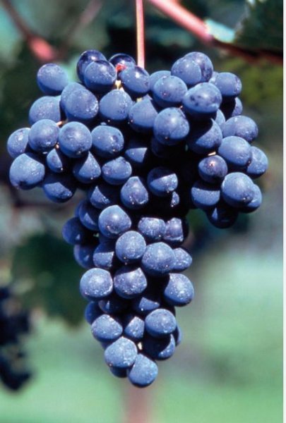 BARBATELLE CAMAIOLA CONF.25 PEZZI