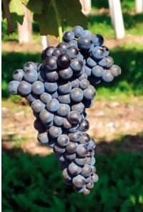 BARBATELLE AGLIANICO TABURNO CONF.25 PEZZI