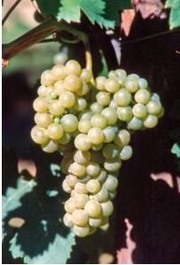 BARBATELLE GRECO DI TUFO CONF.25 PEZZI