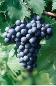 BARBATELLE MONTEPULCIANO CONF.25 PEZZI