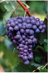 BARBATELLE SANGIOVESE CONF.25 PEZZI