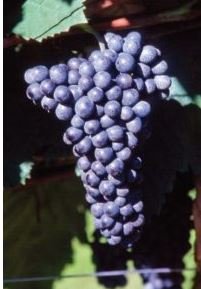 BARBATELLE LAMBRUSCO MAESTRI  CONF.25 PEZZI