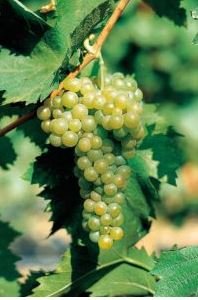 BARBATELLE MOSCATO CONF.25 PEZZI