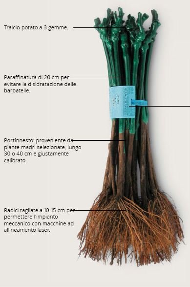 BARBATELLE MOSCATO CONF.25 PEZZI